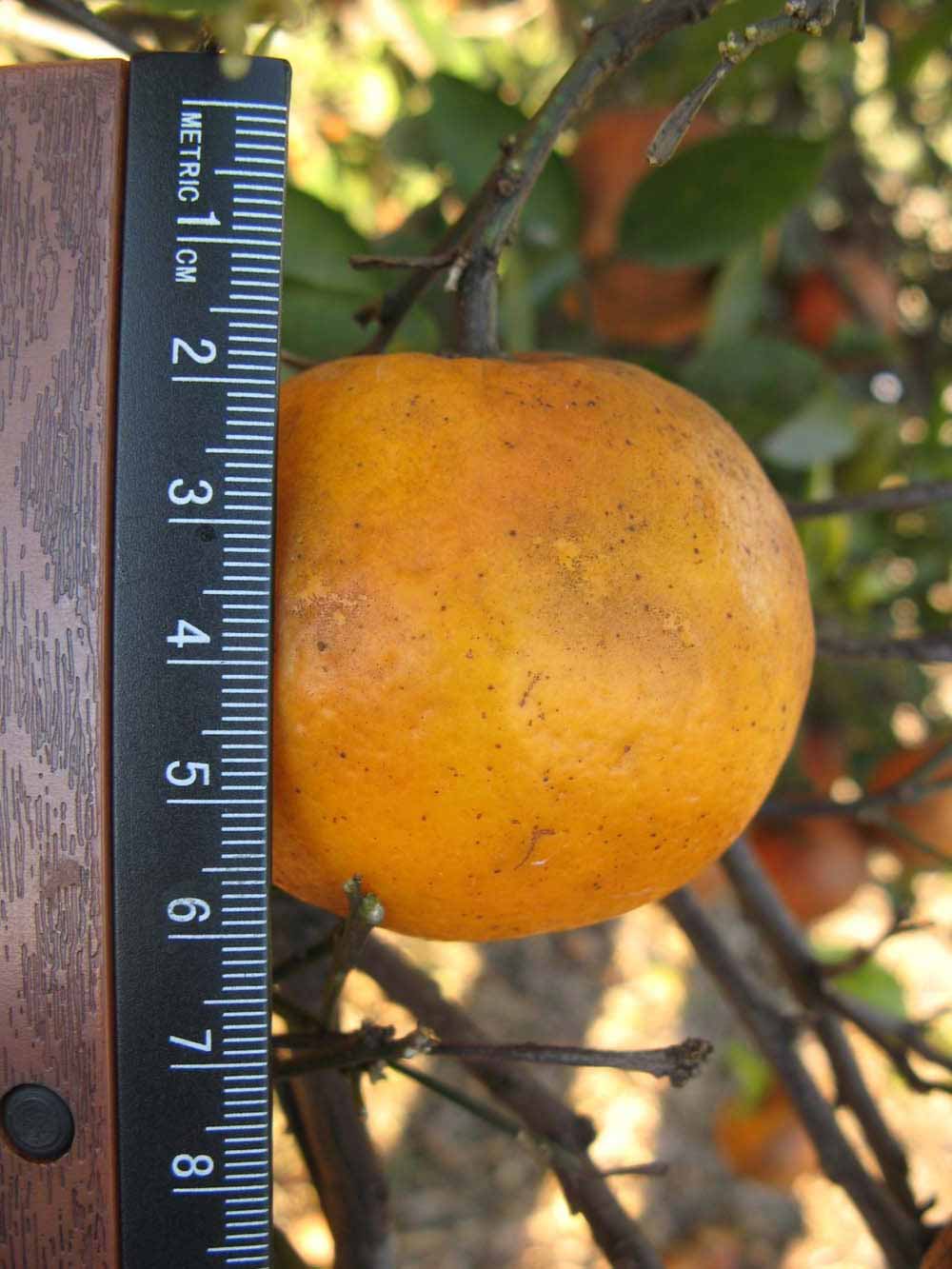              Fruit (Winter Haven, FL)       